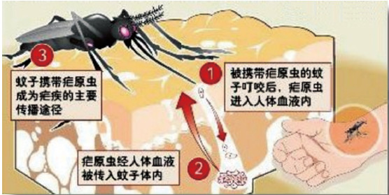 殺蟲公司 除蟲公司 滅蟲公司 中泰興盛 消殺公司 瘧疾 消殺公司 消毒公司 中泰興盛